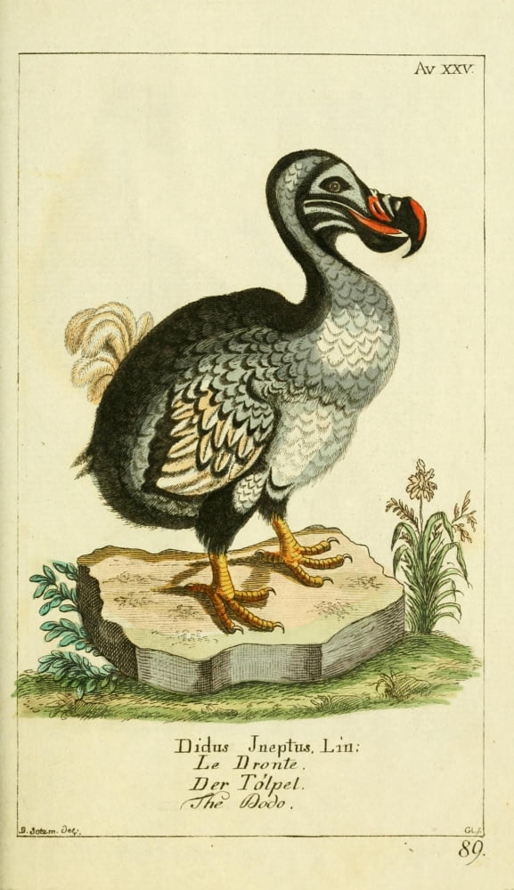 Naturgeschichte des Thierreichs 1780 Dodo Canvas Art - Daniel Sotzmann (24 x 36)