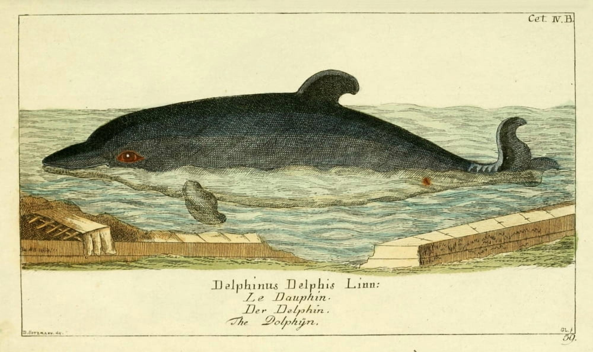 Naturgeschichte des Thierreichs 1780 Dolphin Canvas Art - Daniel Sotzmann (18 x 24)