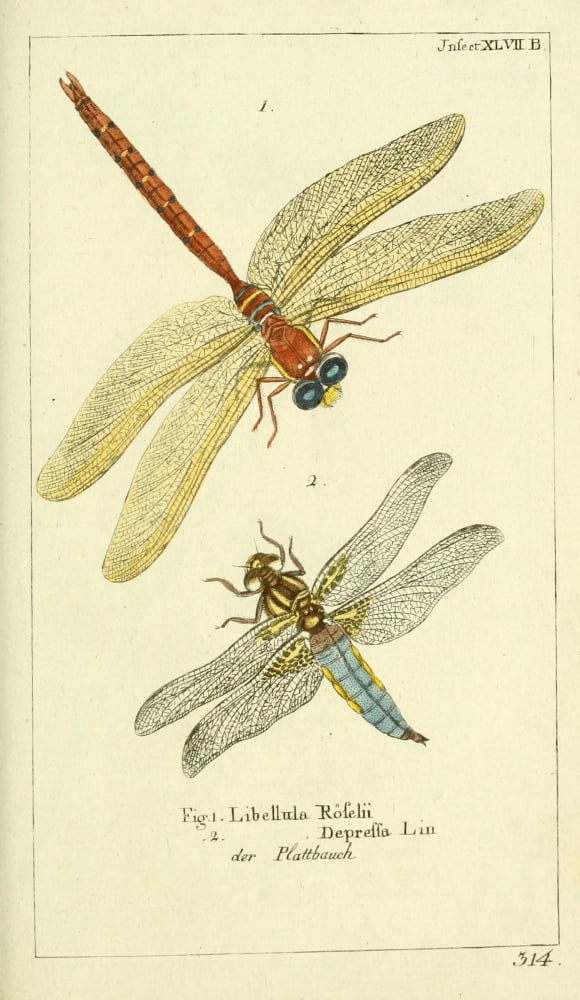 Naturgeschichte des Thierreichs 1780 Dragonflies Canvas Art - Daniel Sotzmann (18 x 24)
