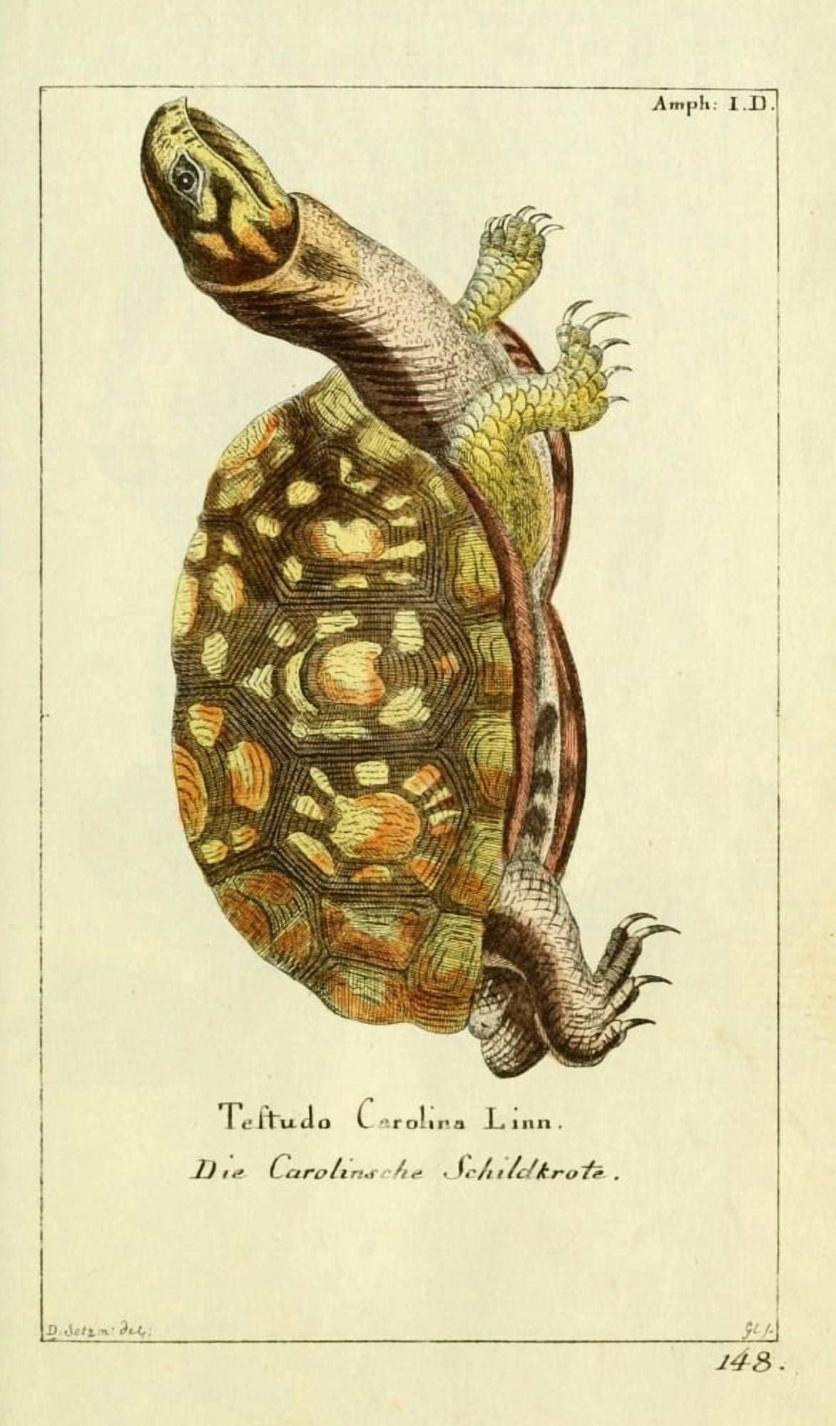 Naturgeschichte des Thierreichs 1780 Eastern Box-turtle Canvas Art - Daniel Sotzmann (18 x 24)