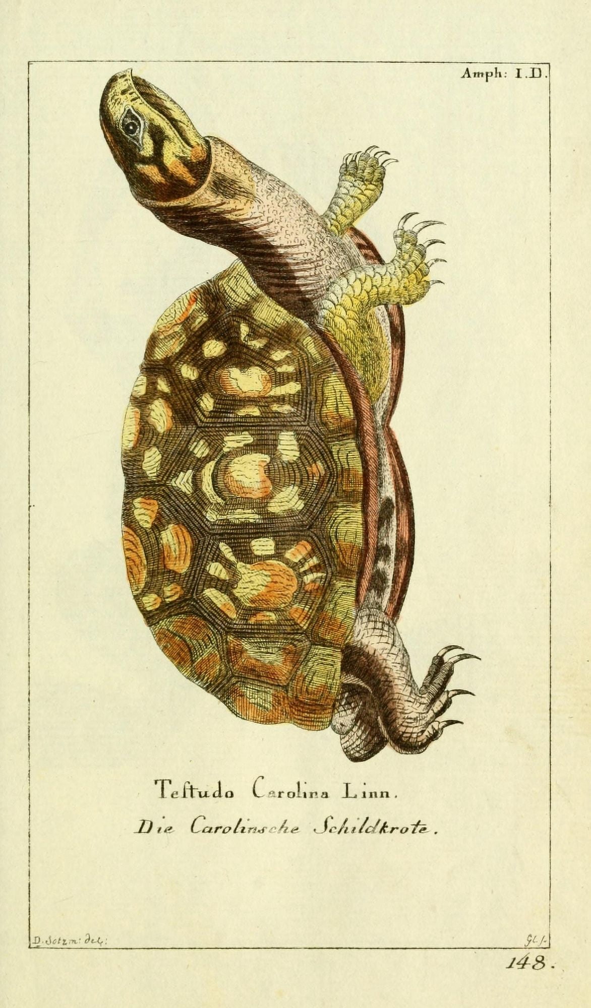 Naturgeschichte des Thierreichs 1780 Eastern Box-turtle Canvas Art - Daniel Sotzmann (24 x 36)