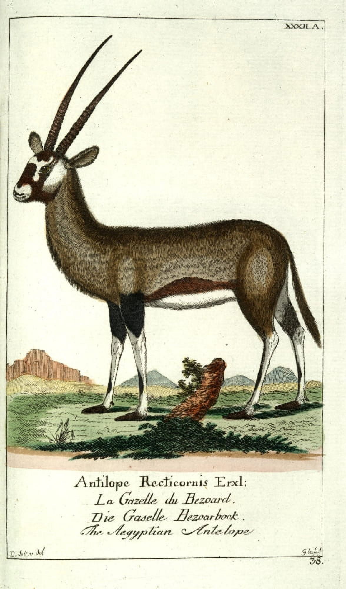 Naturgeschichte des Thierreichs 1780 Egyptian Antelope Canvas Art - Daniel Sotzmann (24 x 36)