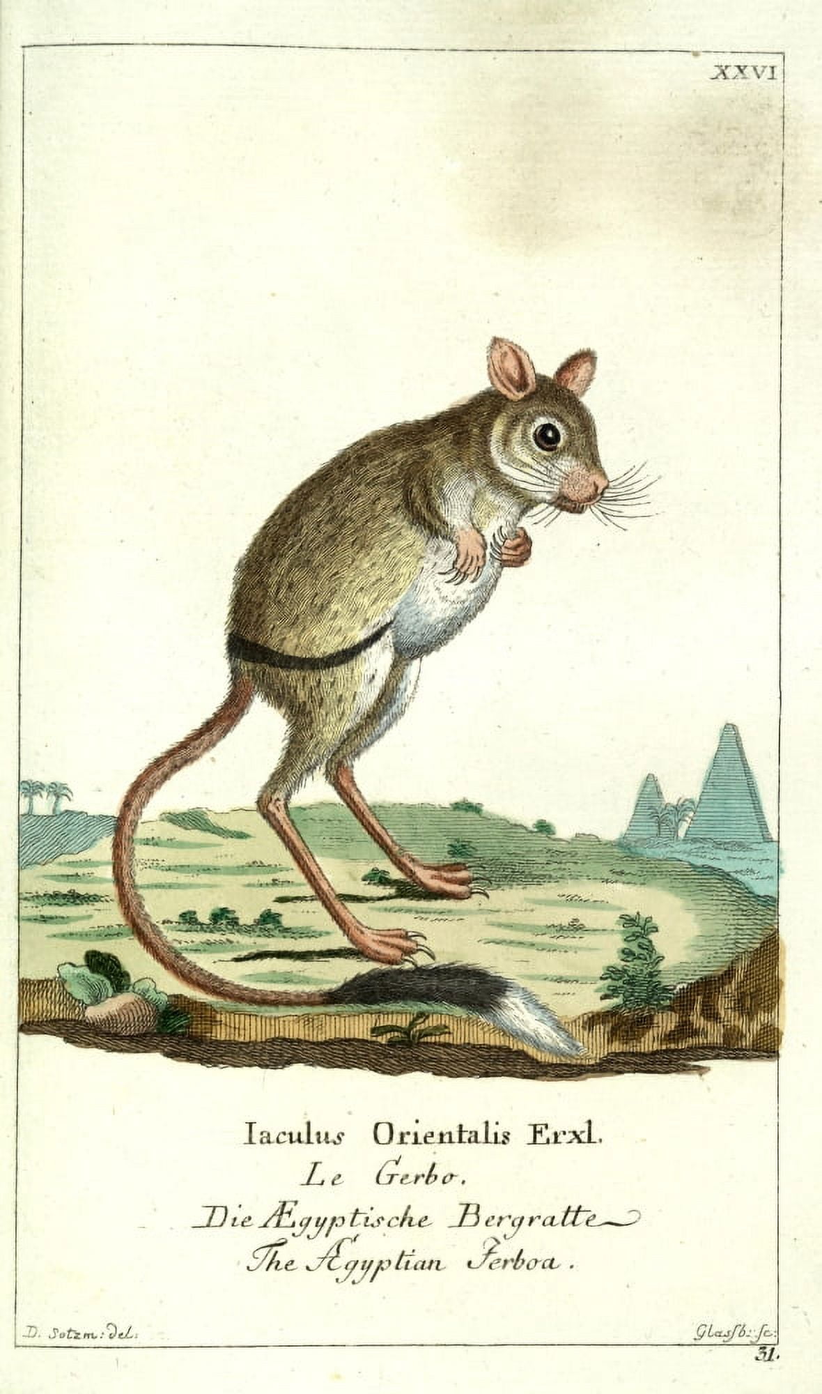 Naturgeschichte des Thierreichs 1780 Egyptian Jerboa Canvas Art - Daniel Sotzmann (18 x 24)
