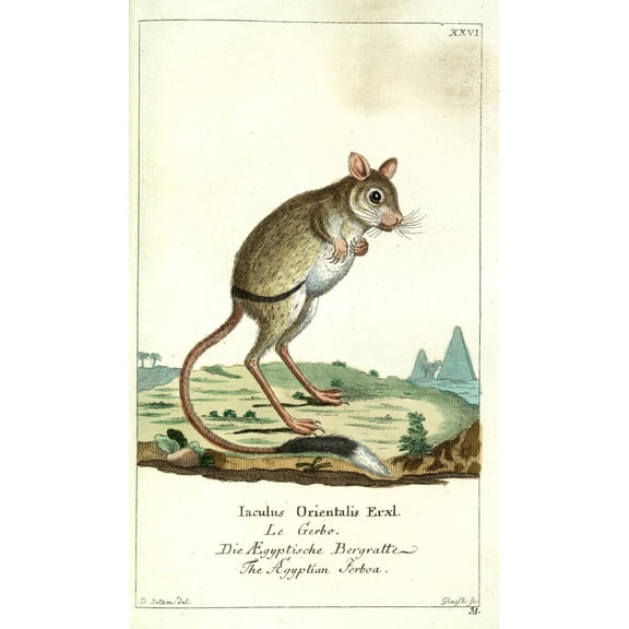 Naturgeschichte des Thierreichs 1780 Egyptian Jerboa Canvas Art - Daniel Sotzmann (18 x 24)