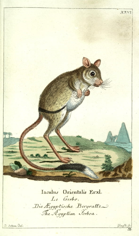 Naturgeschichte des Thierreichs 1780 Egyptian Jerboa Canvas Art - Daniel Sotzmann (24 x 36)
