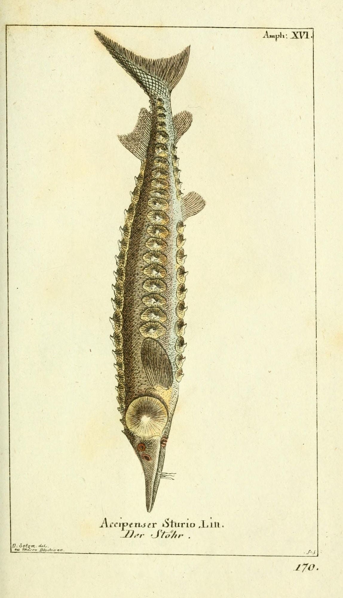 Naturgeschichte des Thierreichs 1780 European Sea Sturgeon Canvas Art - Daniel Sotzmann (18 x 24)