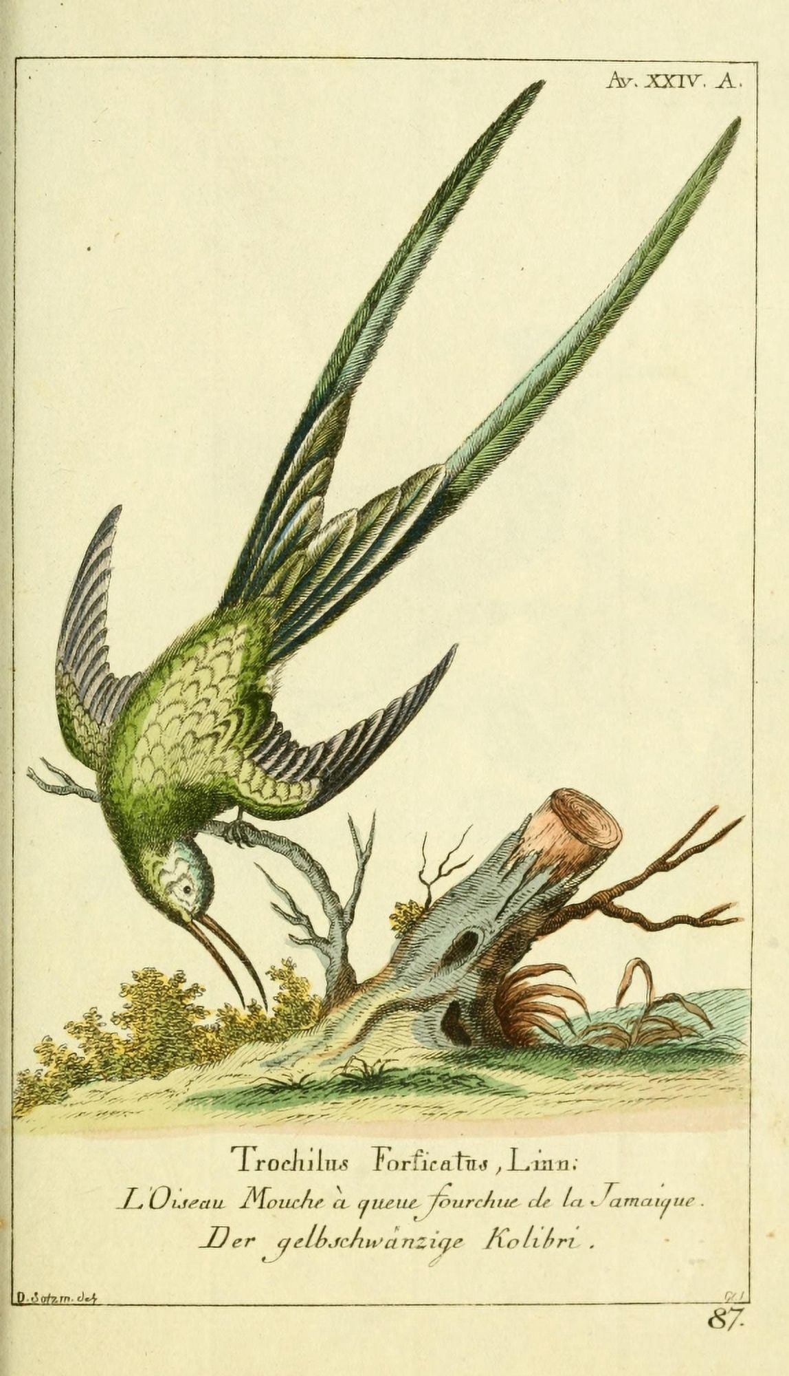 Naturgeschichte des Thierreichs 1780 Fork-tailed Hummingbird Canvas Art - Daniel Sotzmann (18 x 24)