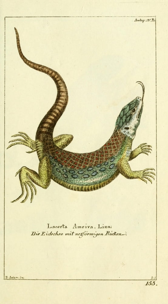 Naturgeschichte des Thierreichs 1780 Giant Ameiva Canvas Art - Daniel Sotzmann (18 x 24)
