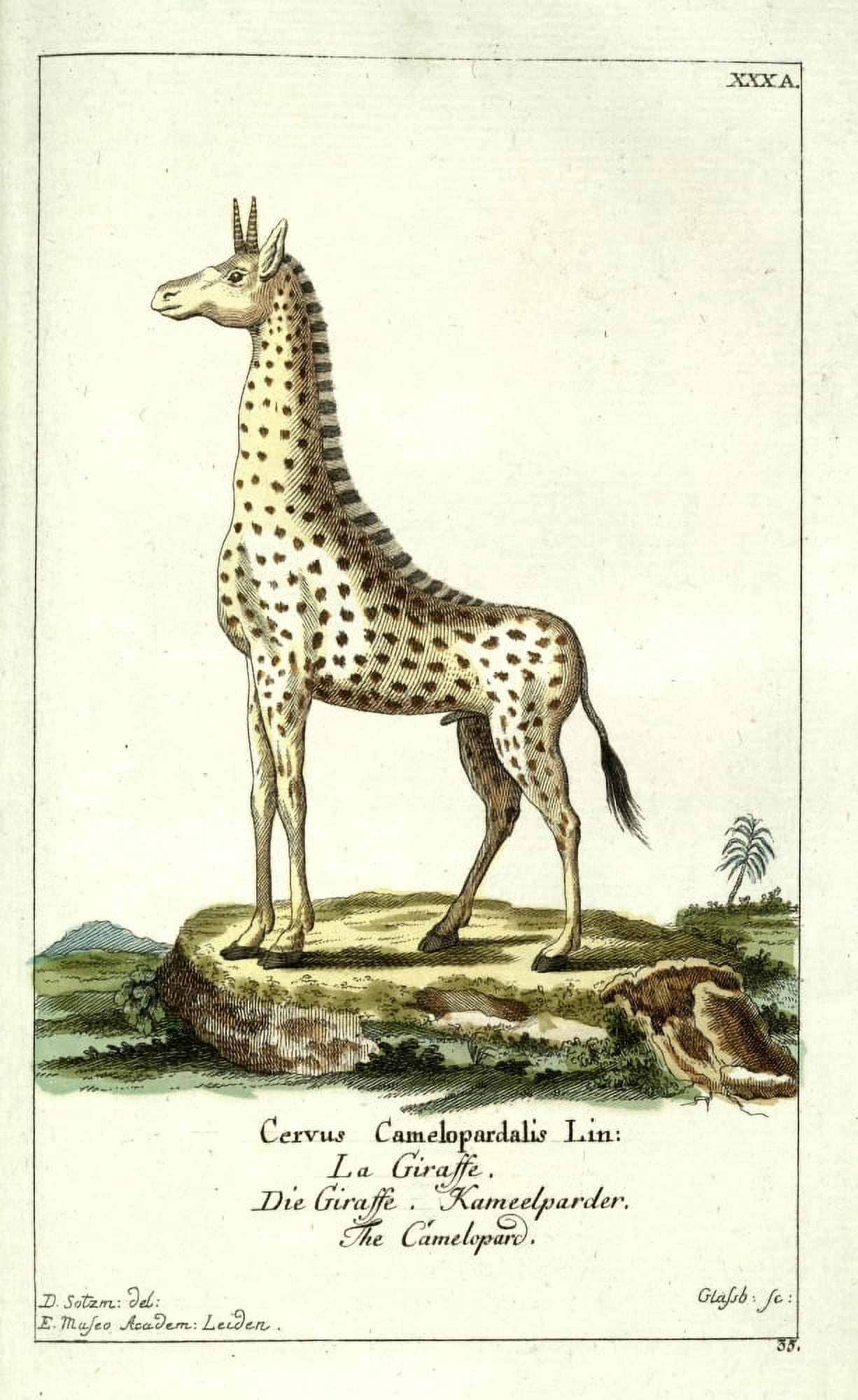 Naturgeschichte des Thierreichs 1780 Giraffe Canvas Art - Daniel Sotzmann (18 x 24)
