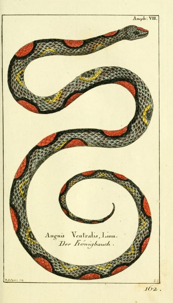 Naturgeschichte des Thierreichs 1780 Glass Lizard Canvas Art - Daniel Sotzmann (24 x 36)