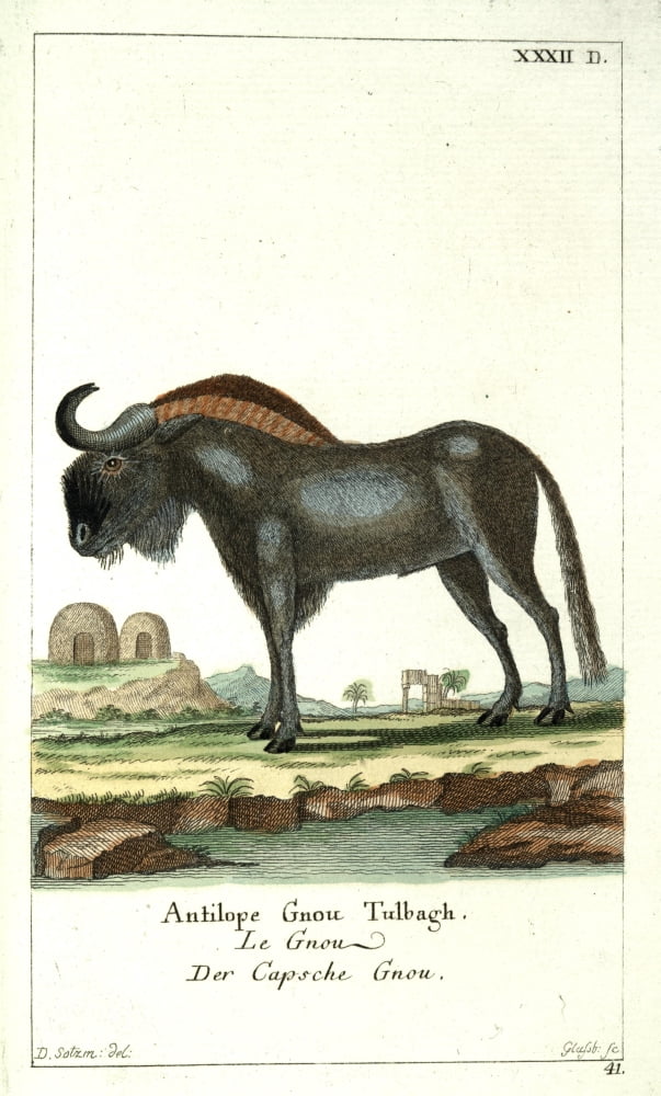 Naturgeschichte des Thierreichs 1780 Gnu Canvas Art - Daniel Sotzmann (24 x 36)