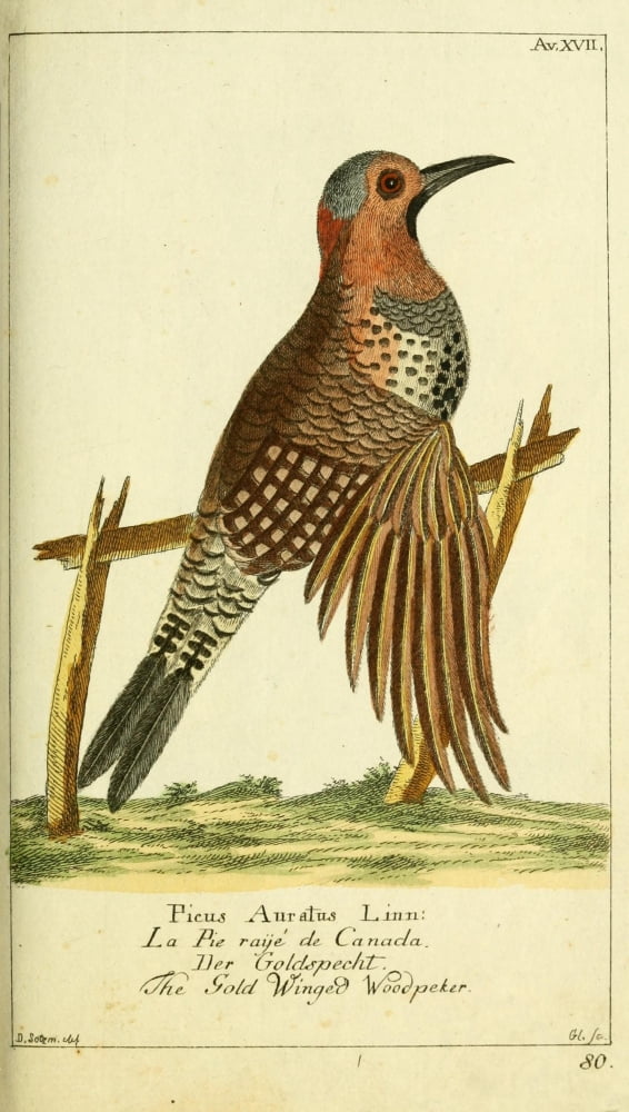Naturgeschichte des Thierreichs 1780 Gold-winged Woodpecker Canvas Art - Daniel Sotzmann (18 x 24)