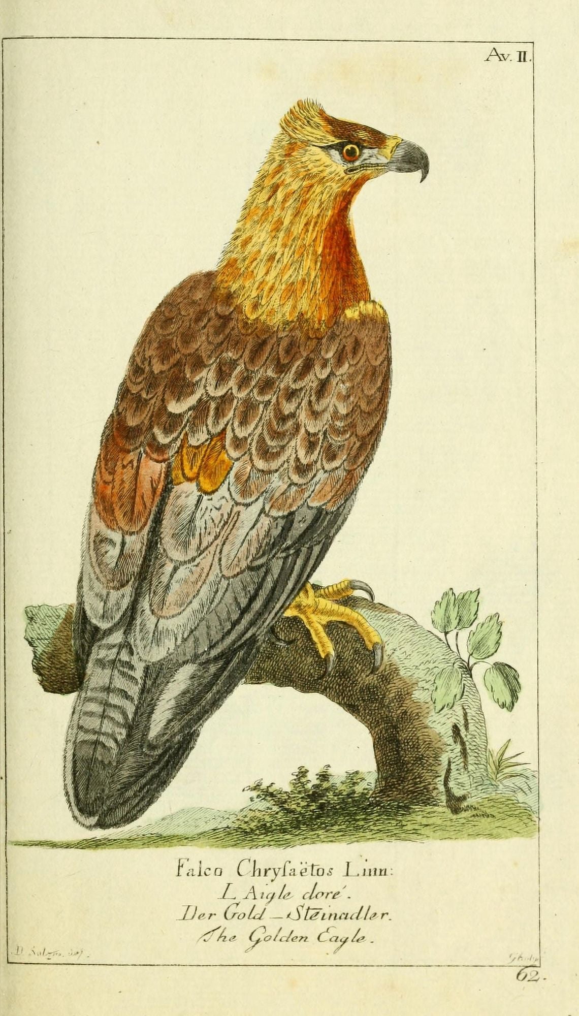 Naturgeschichte des Thierreichs 1780 Golden Eagle Canvas Art - Daniel Sotzmann (24 x 36)