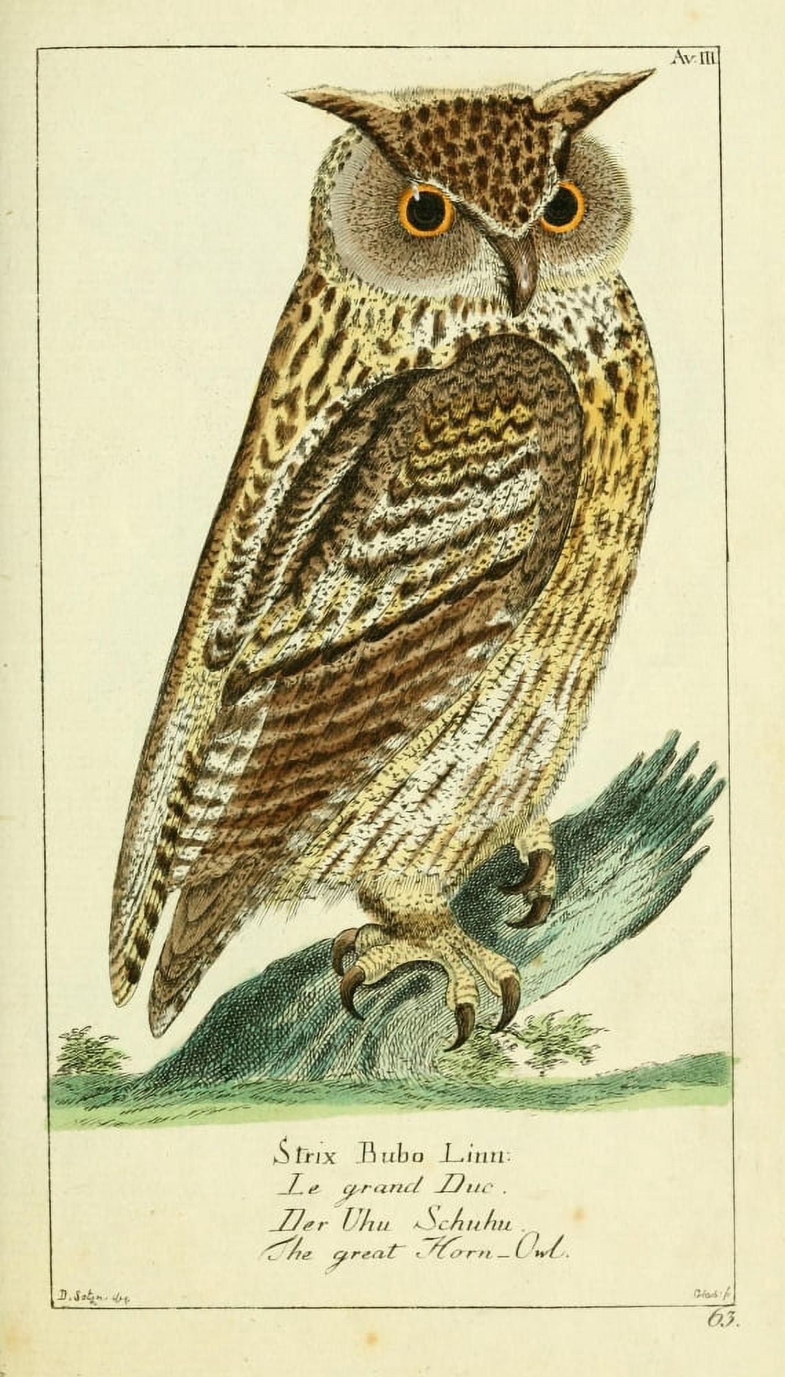 Naturgeschichte des Thierreichs 1780 Great horned Owl Canvas Art - Daniel Sotzmann (24 x 36)