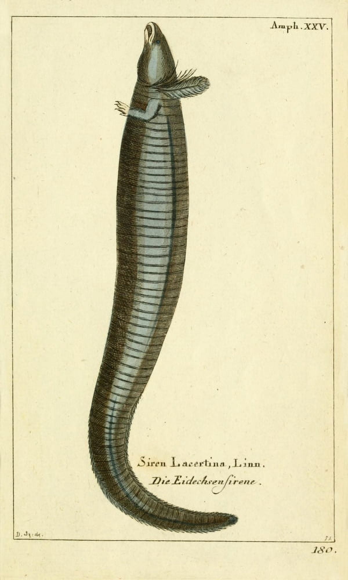 Naturgeschichte des Thierreichs 1780 Greater Siren Canvas Art - Daniel Sotzmann (18 x 24)
