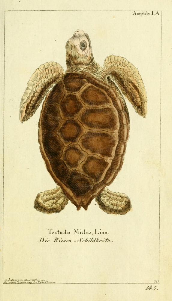 Naturgeschichte des Thierreichs 1780 Green Sea Turtle Canvas Art - Daniel Sotzmann (24 x 36)
