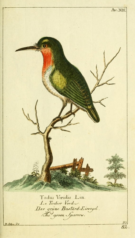 Naturgeschichte des Thierreichs 1780 Green Sparrow Canvas Art - Daniel Sotzmann (24 x 36)