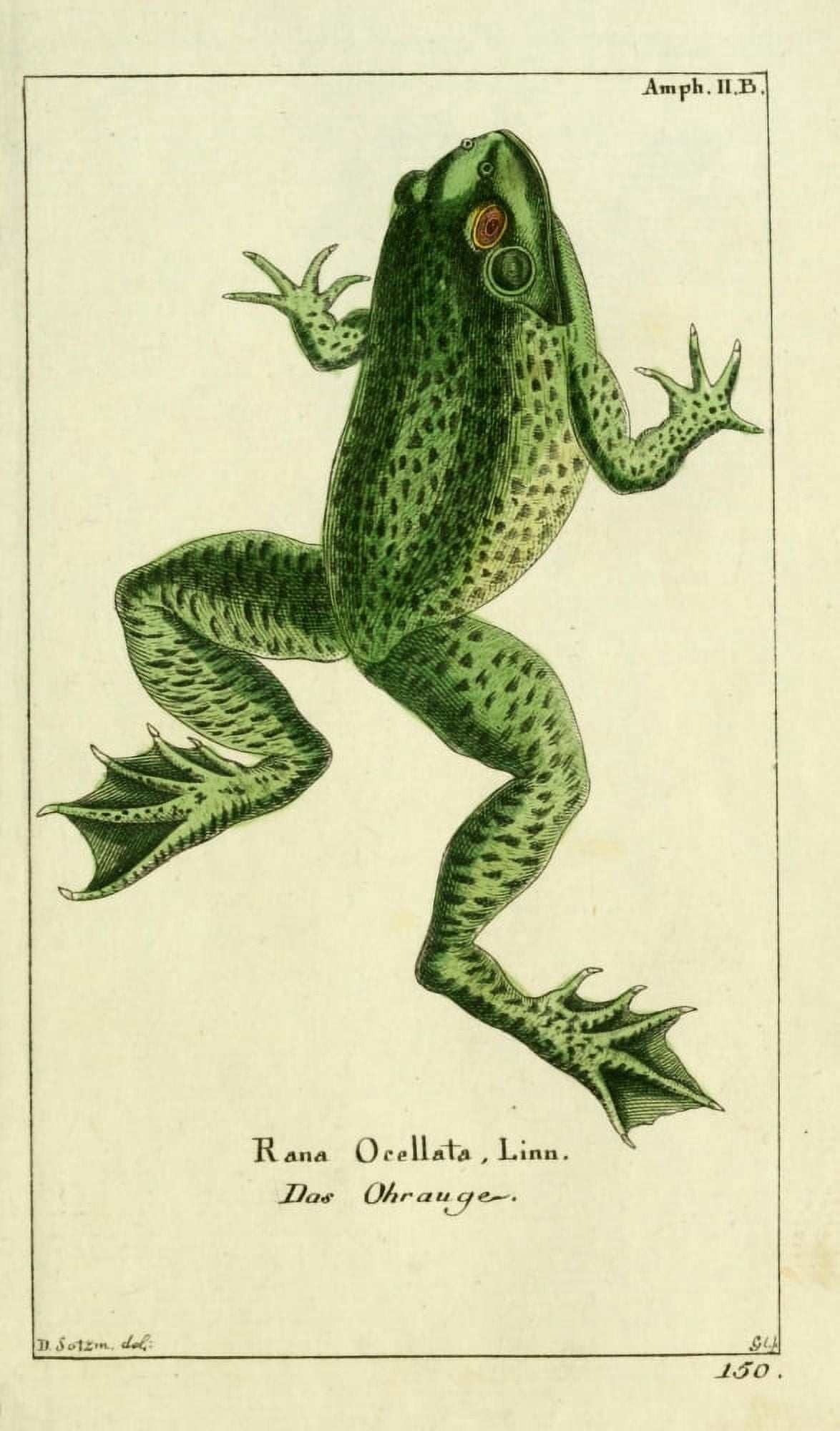 Naturgeschichte des Thierreichs 1780 Green Toad Canvas Art - Daniel Sotzmann (24 x 36)