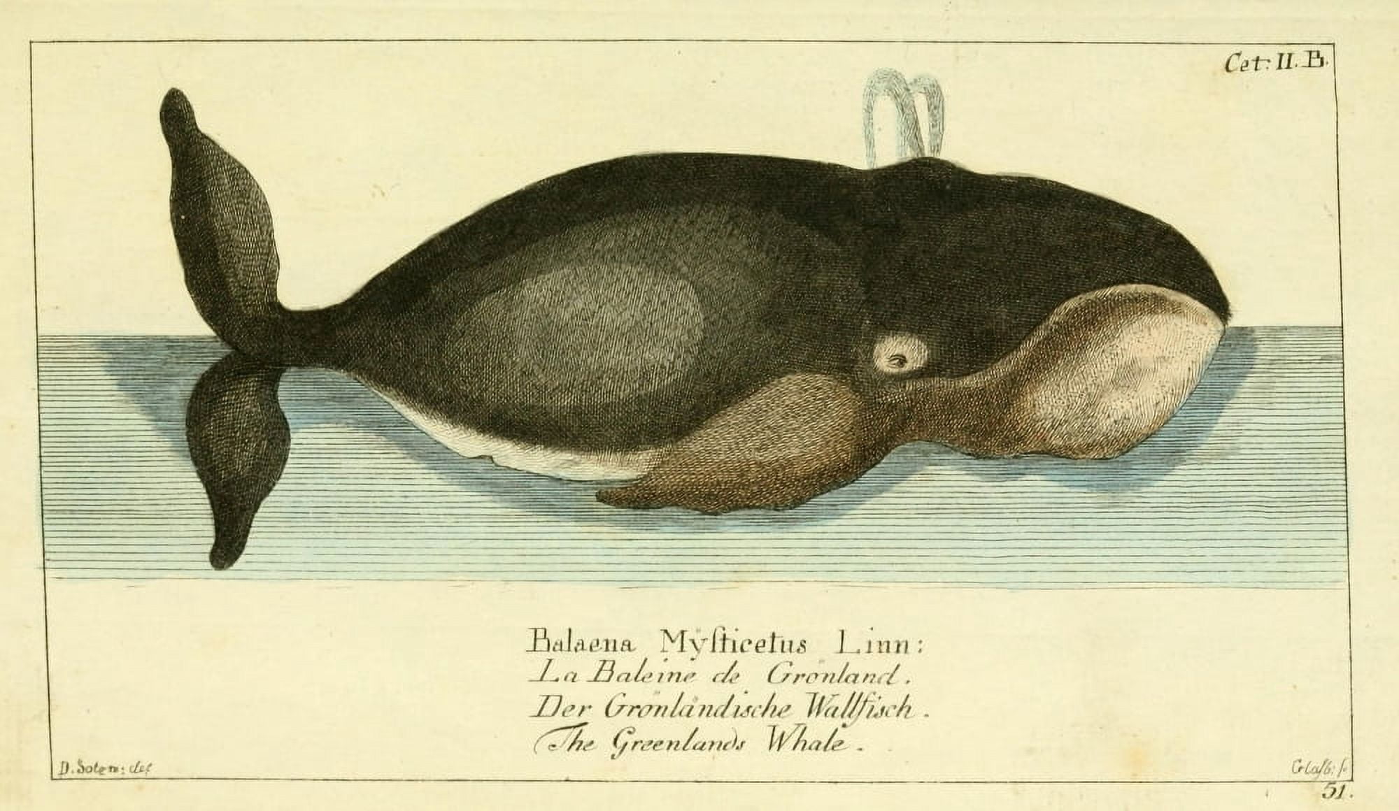 Naturgeschichte des Thierreichs 1780 Greenlands Whale 2 Canvas Art - Daniel Sotzmann (18 x 24)