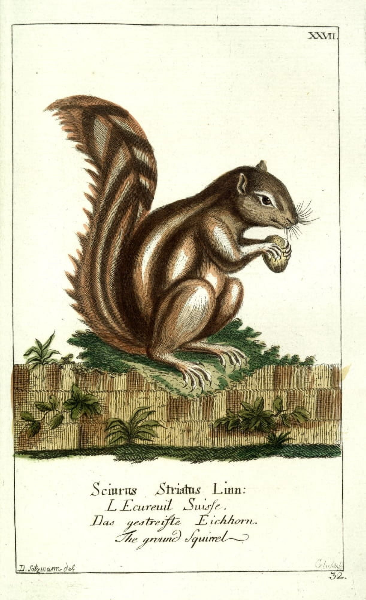 Naturgeschichte des Thierreichs 1780 Ground Squirrel Canvas Art - Daniel Sotzmann (18 x 24)