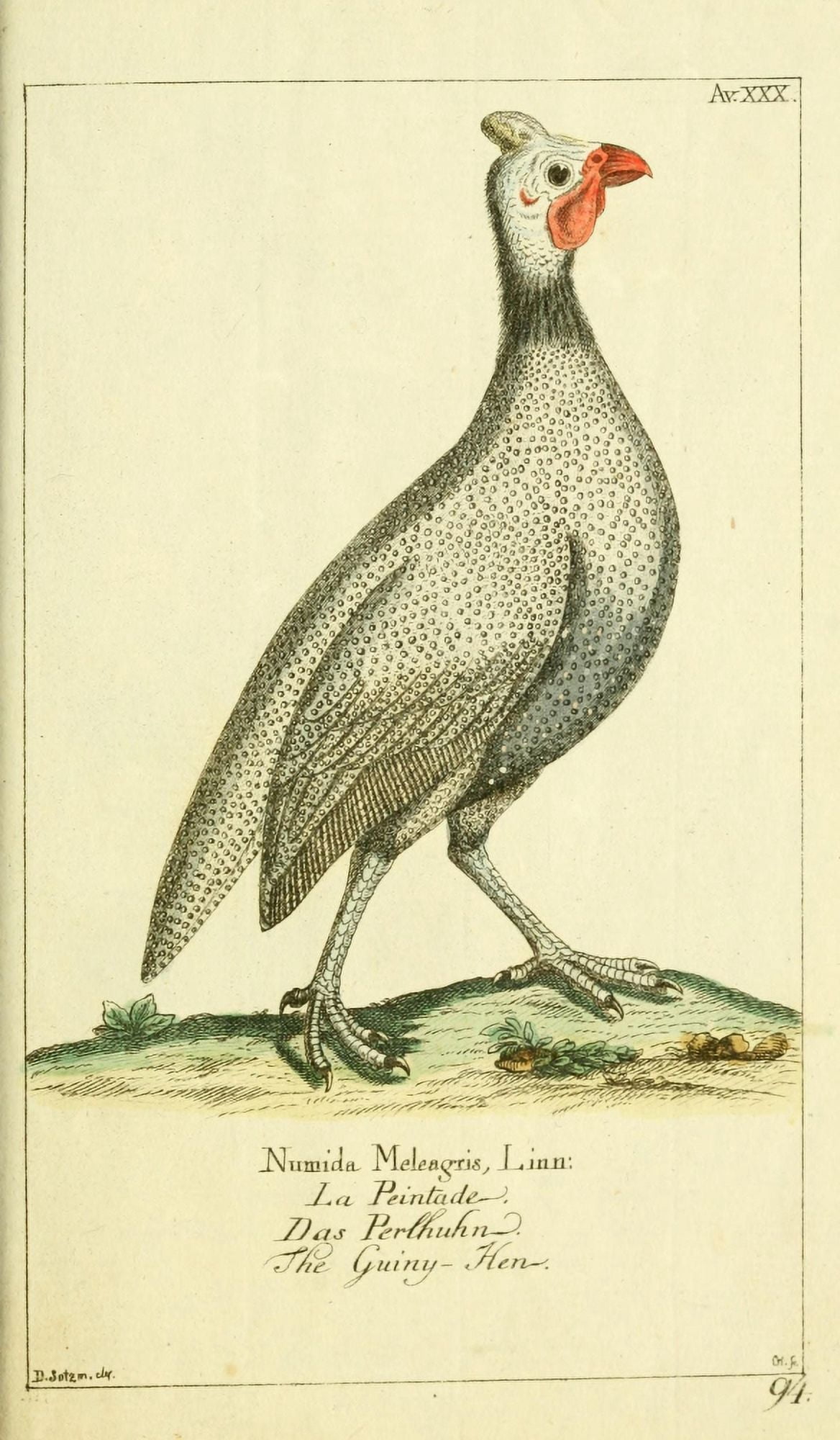 Naturgeschichte des Thierreichs 1780 Guinea fowl Canvas Art - Daniel Sotzmann (24 x 36)