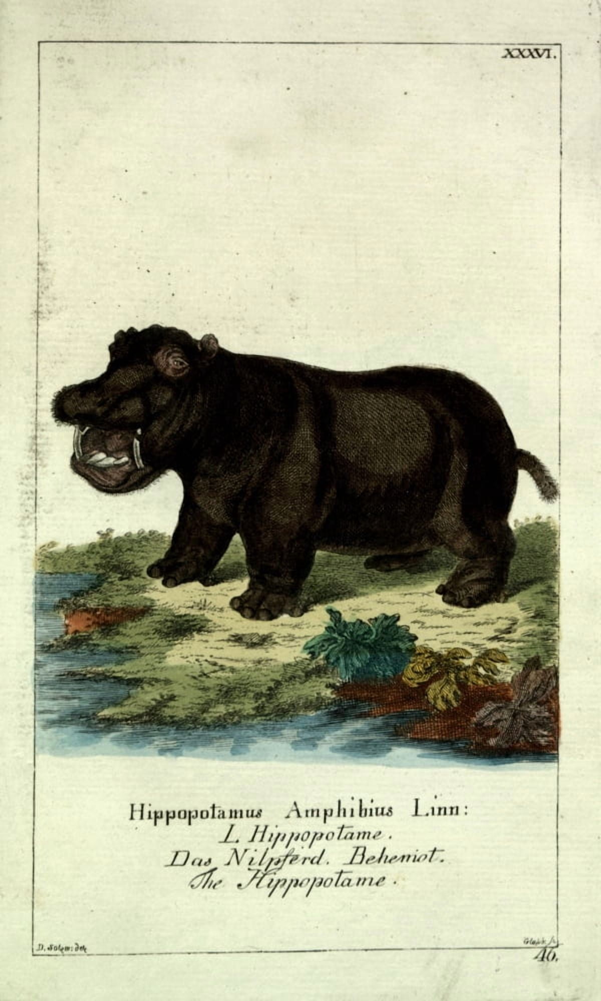 Naturgeschichte des Thierreichs 1780 Hippopotamus Canvas Art - Daniel Sotzmann (18 x 24)