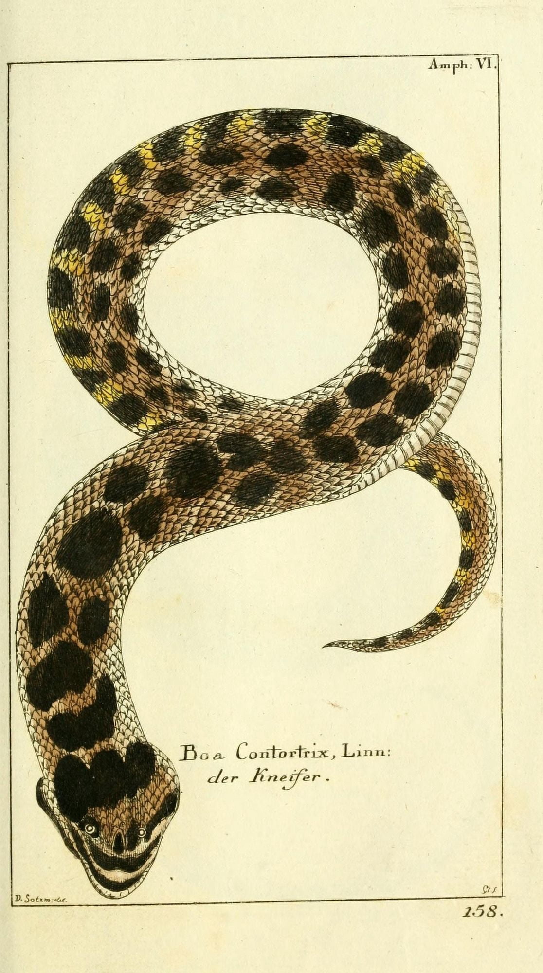 Naturgeschichte des Thierreichs 1780 Hog-nose Snake Canvas Art - Daniel Sotzmann (24 x 36)