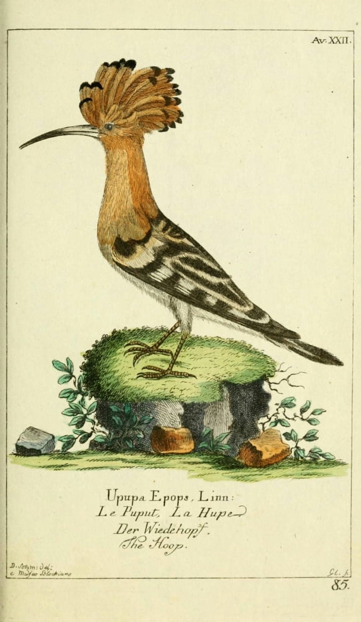 Naturgeschichte des Thierreichs 1780 Hoopoe Canvas Art - Daniel Sotzmann (18 x 24)
