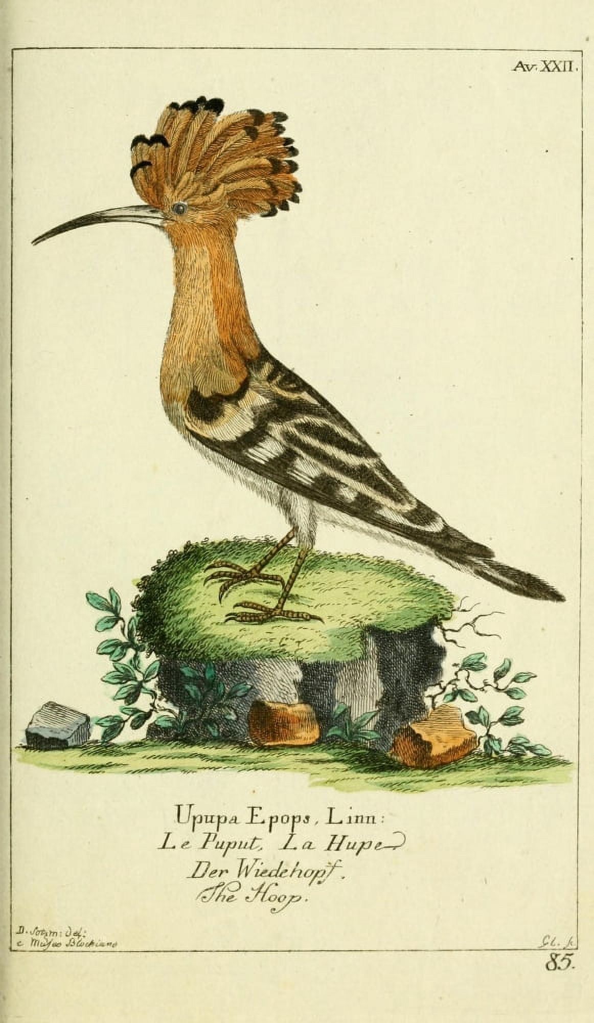 Naturgeschichte des Thierreichs 1780 Hoopoe Canvas Art - Daniel Sotzmann (24 x 36)