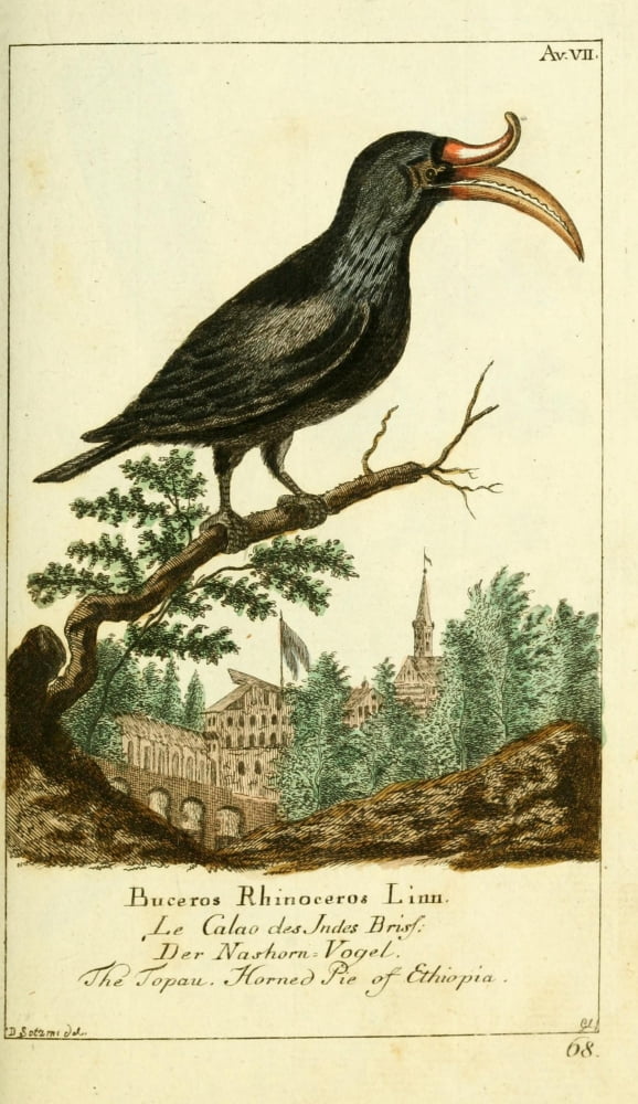 Naturgeschichte des Thierreichs 1780 Horned Pie of Ethiopia Canvas Art - Daniel Sotzmann (18 x 24)