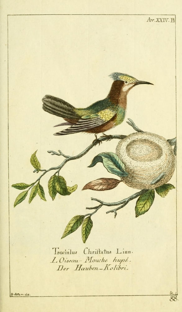 Naturgeschichte des Thierreichs 1780 Hummingbird Canvas Art - Daniel Sotzmann (18 x 24)