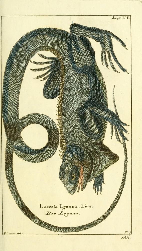 Naturgeschichte des Thierreichs 1780 Iguana Canvas Art - Daniel Sotzmann (18 x 24)
