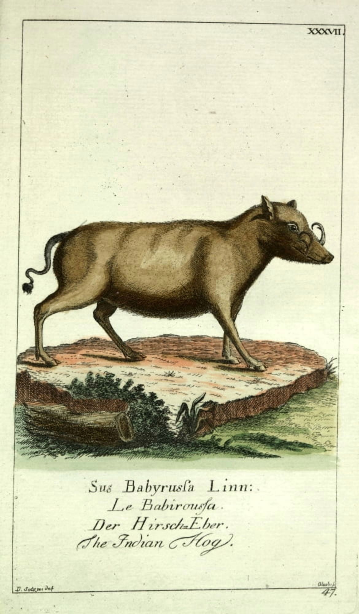 Naturgeschichte des Thierreichs 1780 Indian Hog Canvas Art - Daniel Sotzmann (24 x 36)