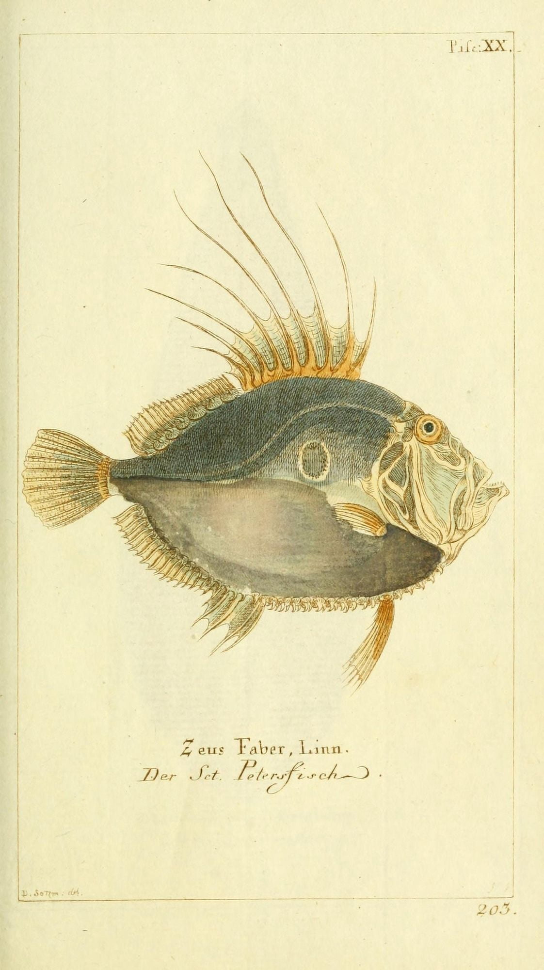 Naturgeschichte des Thierreichs 1780 John Dory Canvas Art - Daniel Sotzmann (18 x 24)