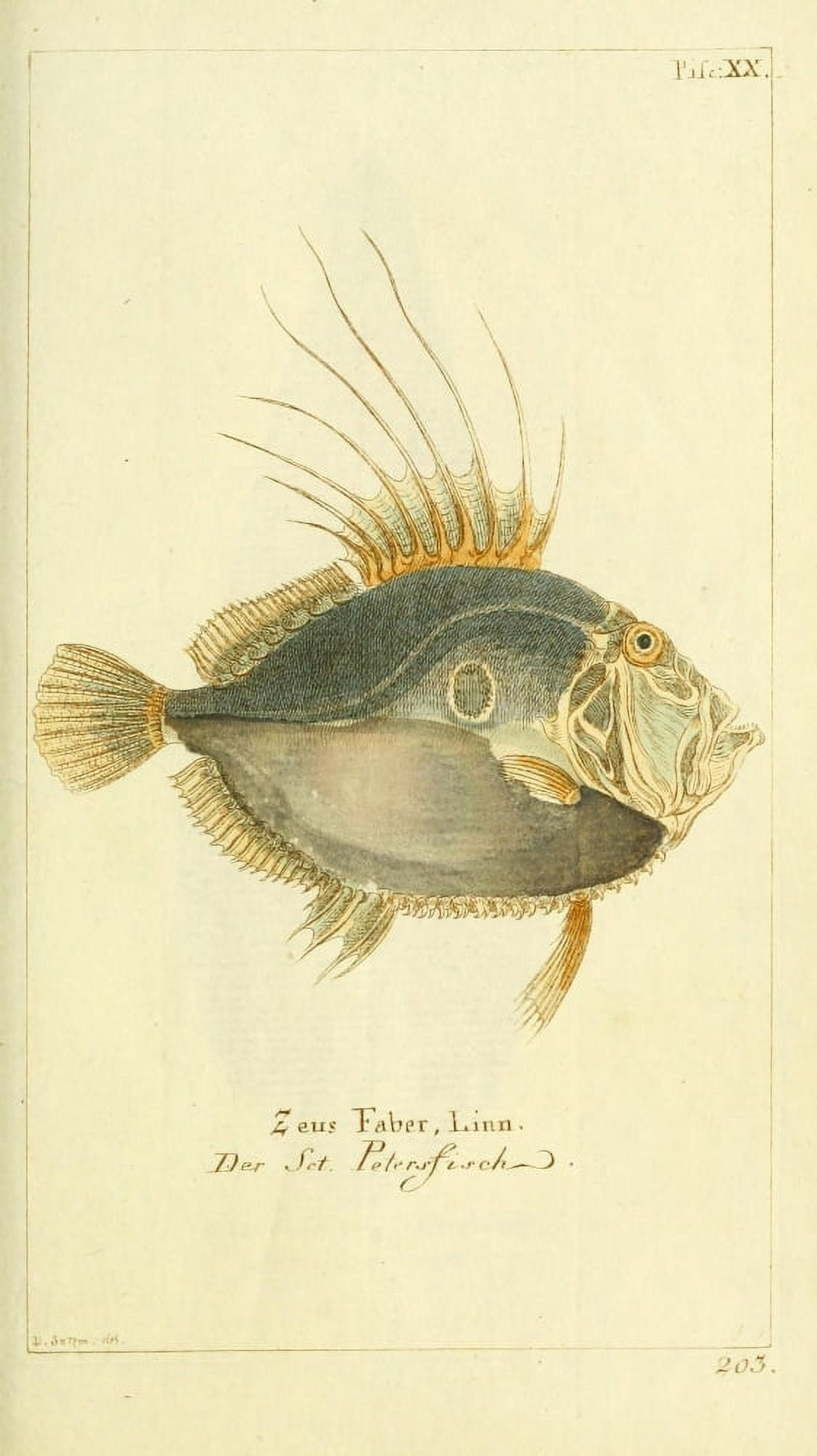 Naturgeschichte des Thierreichs 1780 John Dory Canvas Art - Daniel Sotzmann (24 x 36)