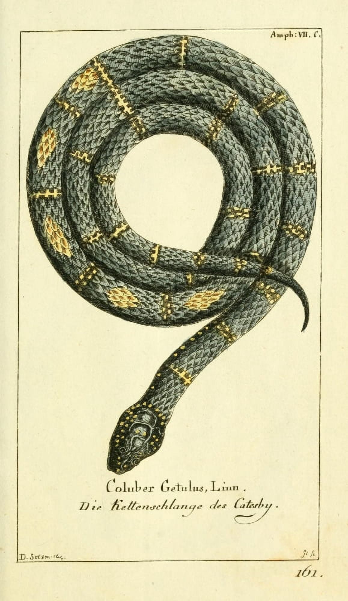 Naturgeschichte des Thierreichs 1780 Kingsnake Canvas Art - Daniel Sotzmann (24 x 36)