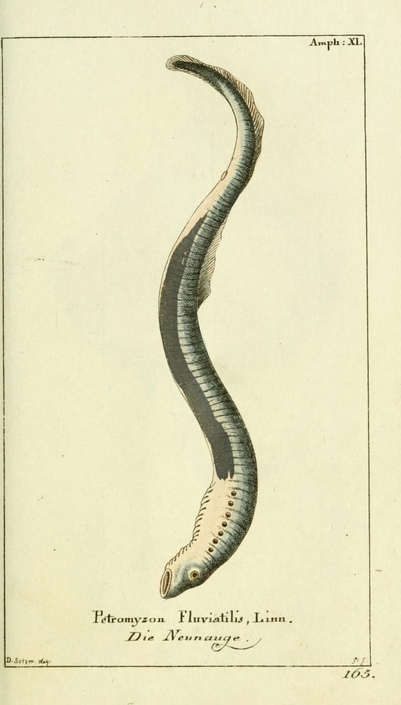 Naturgeschichte des Thierreichs 1780 Lamprey Canvas Art - Daniel Sotzmann (24 x 36)
