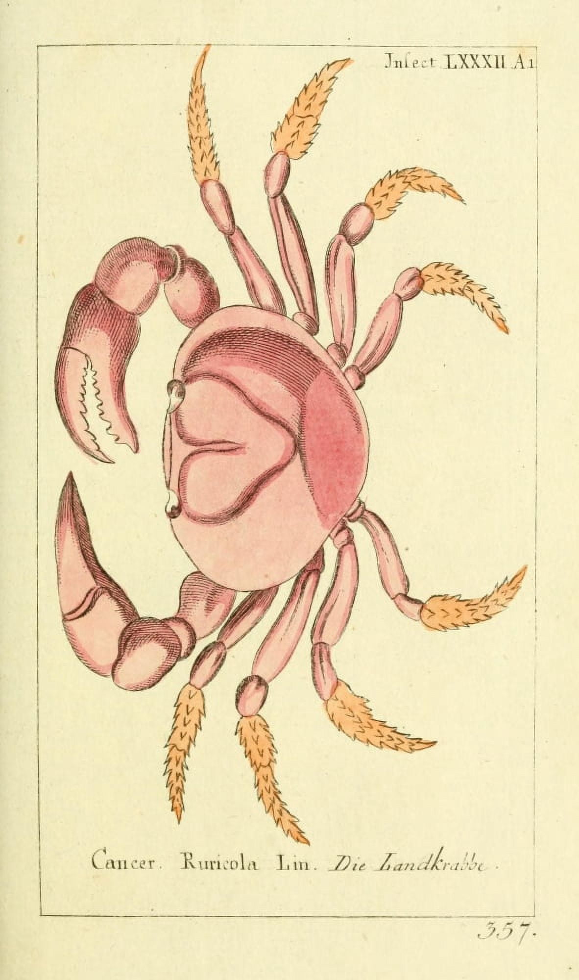 Naturgeschichte des Thierreichs 1780 Land Crab Canvas Art - Daniel Sotzmann (18 x 24)