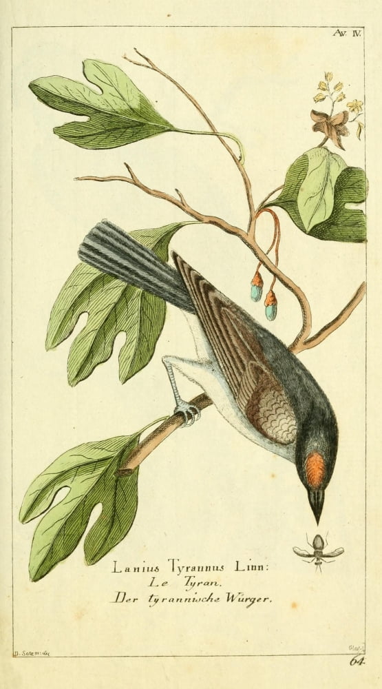 Naturgeschichte des Thierreichs 1780 Lanius Tyrannus Linn Canvas Art - Daniel Sotzmann (18 x 24)