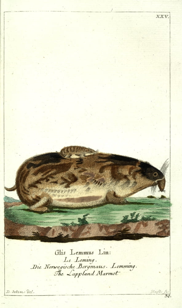 Naturgeschichte des Thierreichs 1780 Lapland Marmot Canvas Art - Daniel Sotzmann (24 x 36)