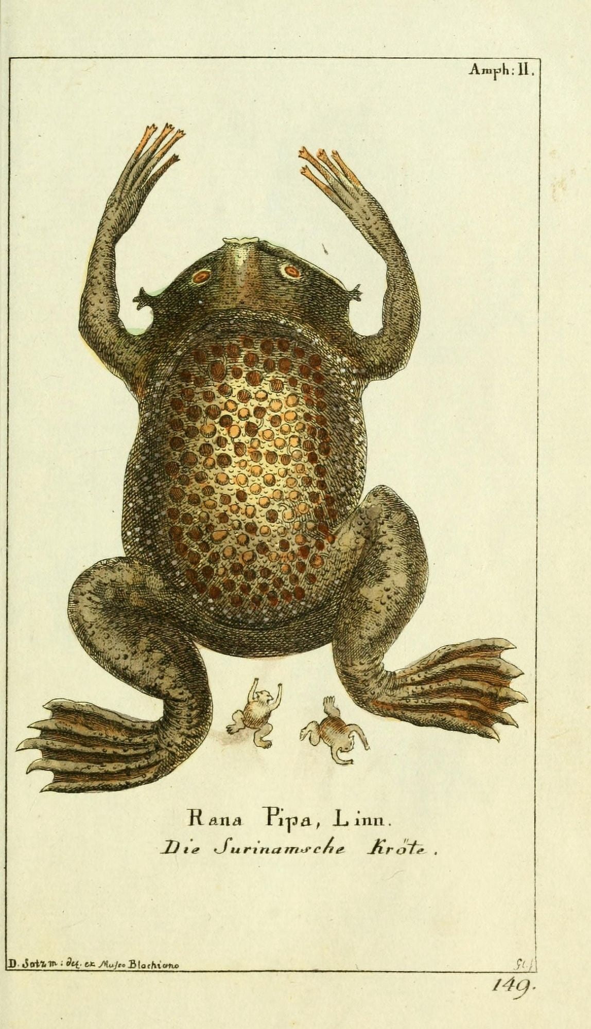 Naturgeschichte des Thierreichs 1780 Leopard-frog Canvas Art - Daniel Sotzmann (18 x 24)