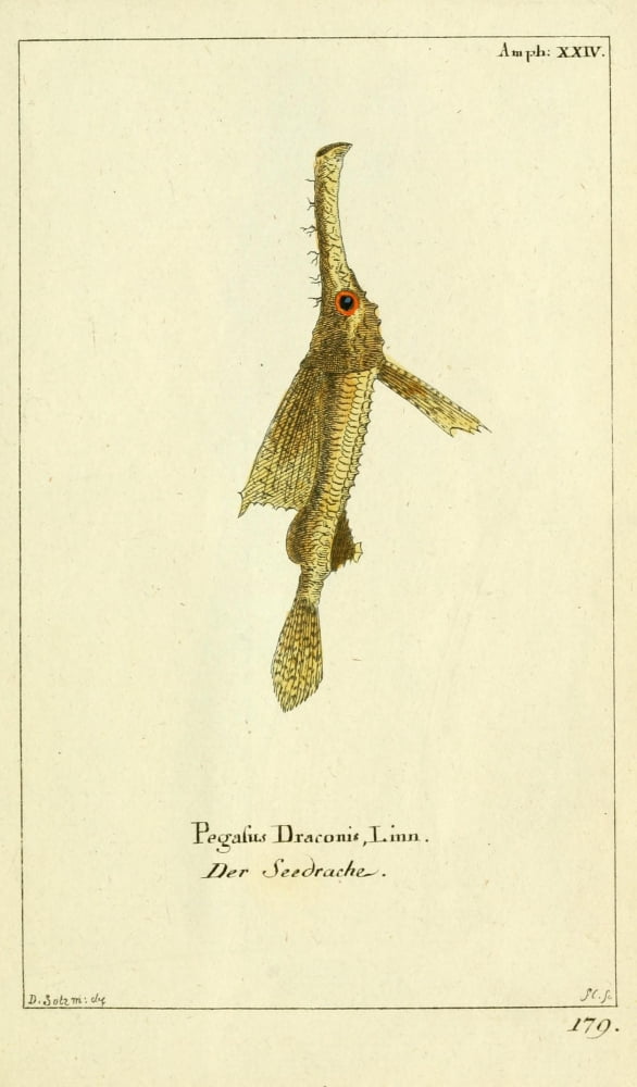 Naturgeschichte des Thierreichs 1780 Little Dragonfish Canvas Art - Daniel Sotzmann (18 x 24)