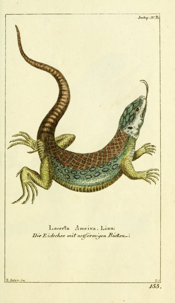 Naturgeschichte des Thierreichs 1780 Lizard Canvas Art - Daniel Sotzmann (18 x 24)