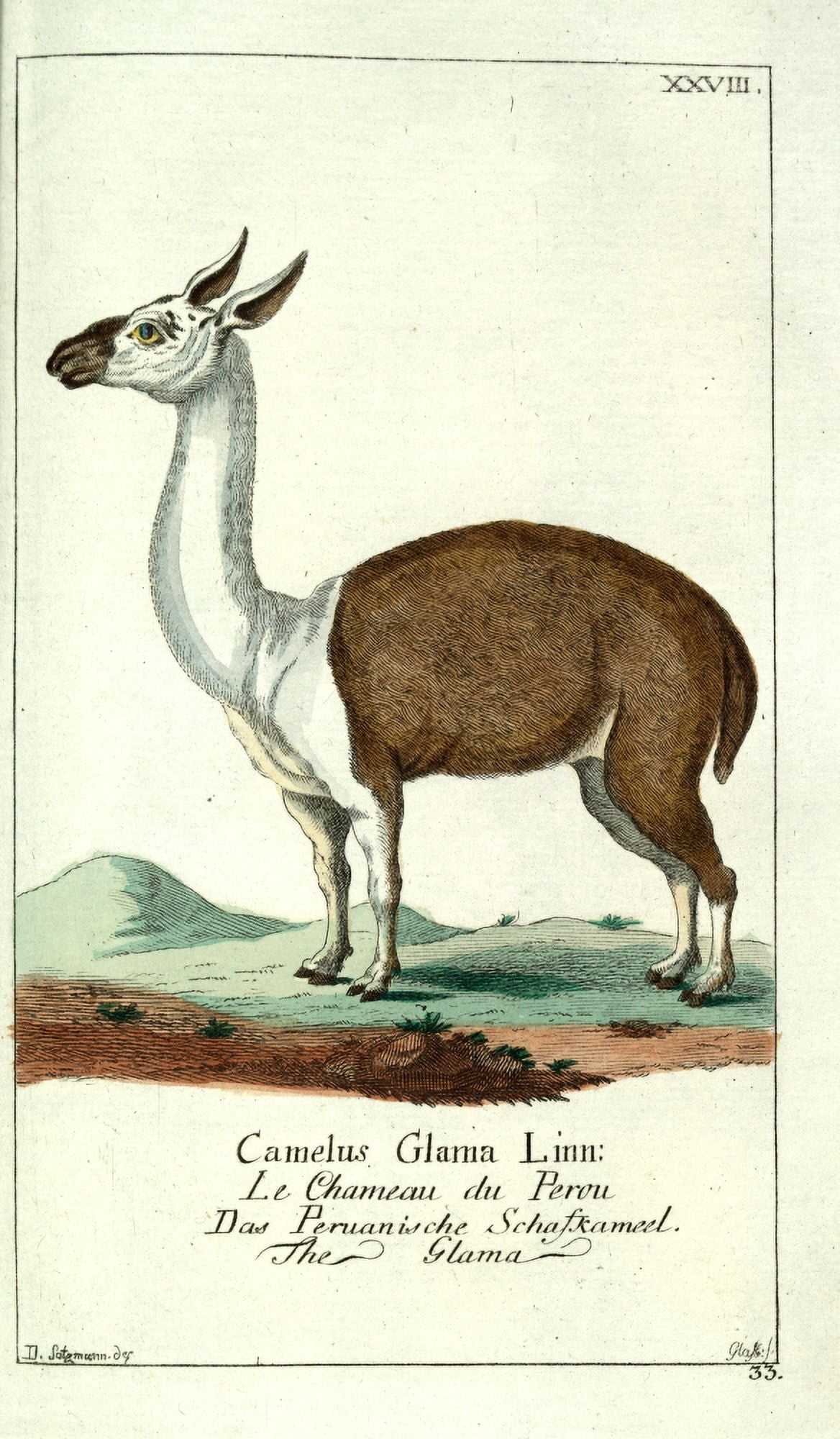 Naturgeschichte des Thierreichs 1780 Llama Canvas Art - Daniel Sotzmann (24 x 36)