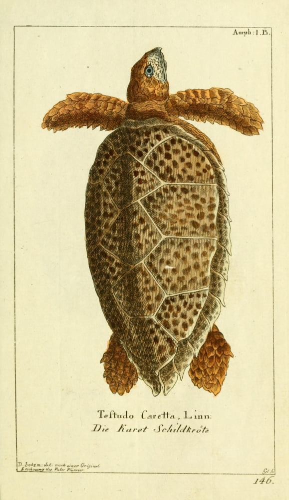 Naturgeschichte des Thierreichs 1780 Loggerhead Sea Turtle Canvas Art - Daniel Sotzmann (18 x 24)