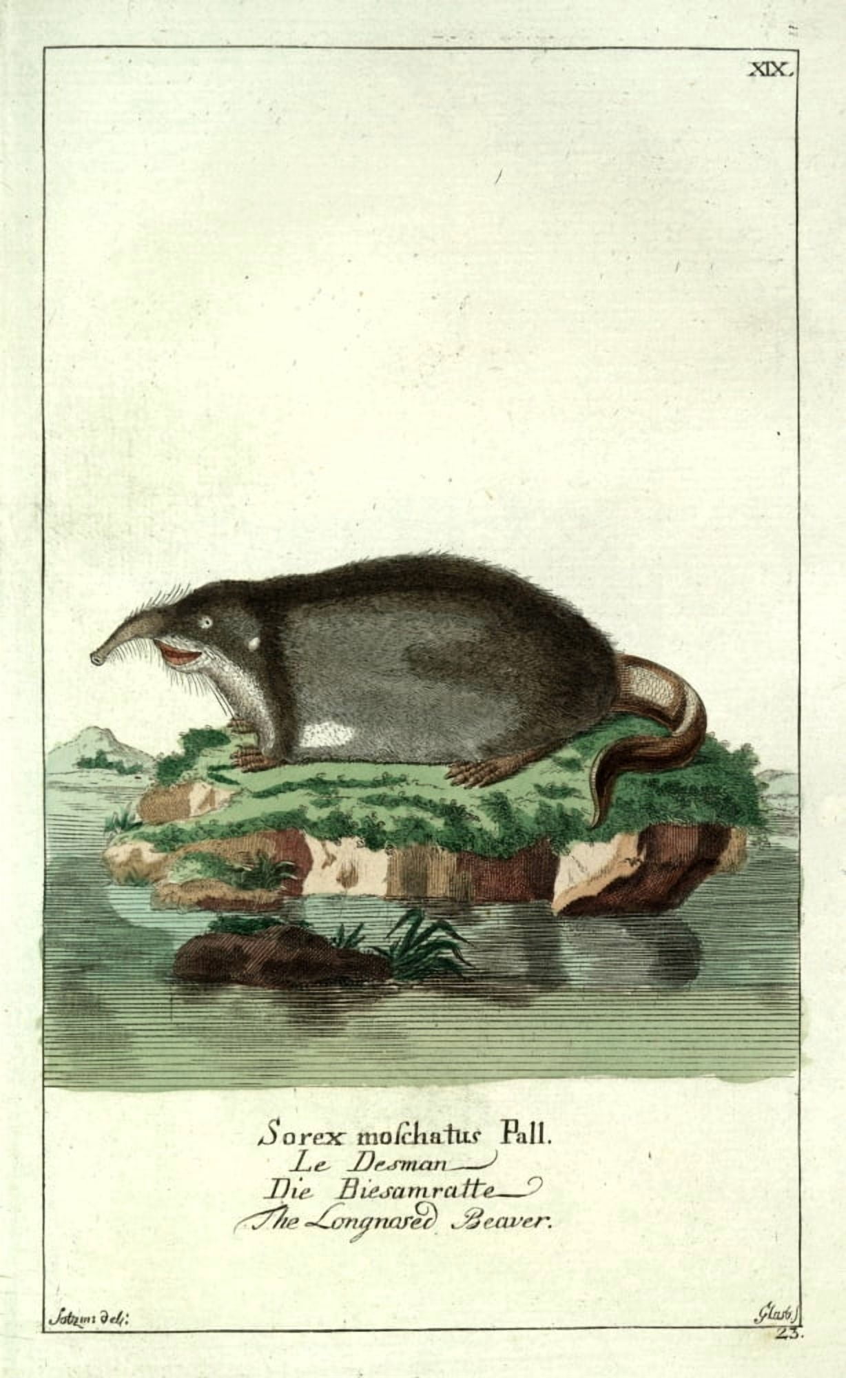 Naturgeschichte des Thierreichs 1780 Long-nosed Beaver Canvas Art - Daniel Sotzmann (18 x 24)
