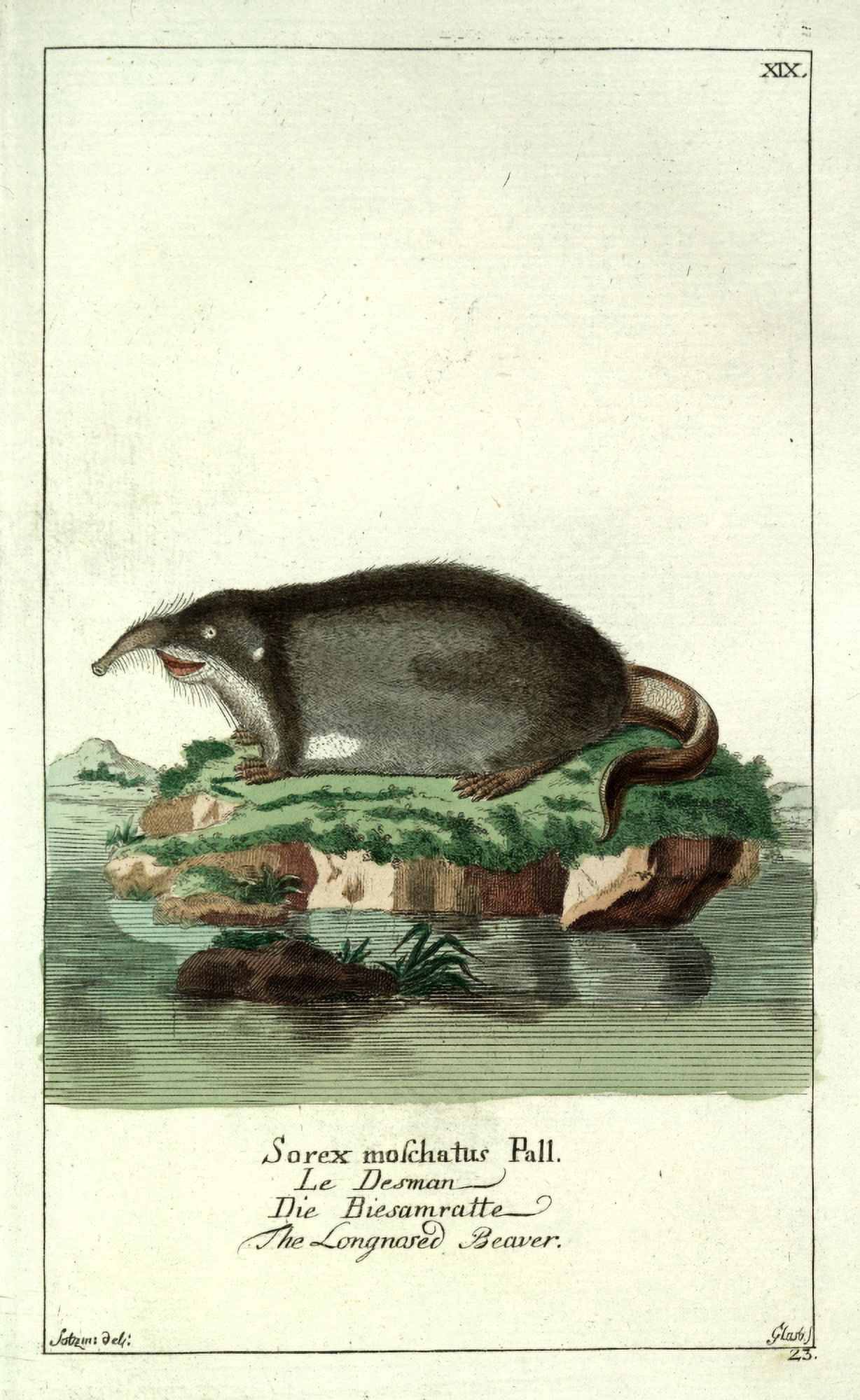 Naturgeschichte des Thierreichs 1780 Long-nosed Beaver Canvas Art - Daniel Sotzmann (24 x 36)