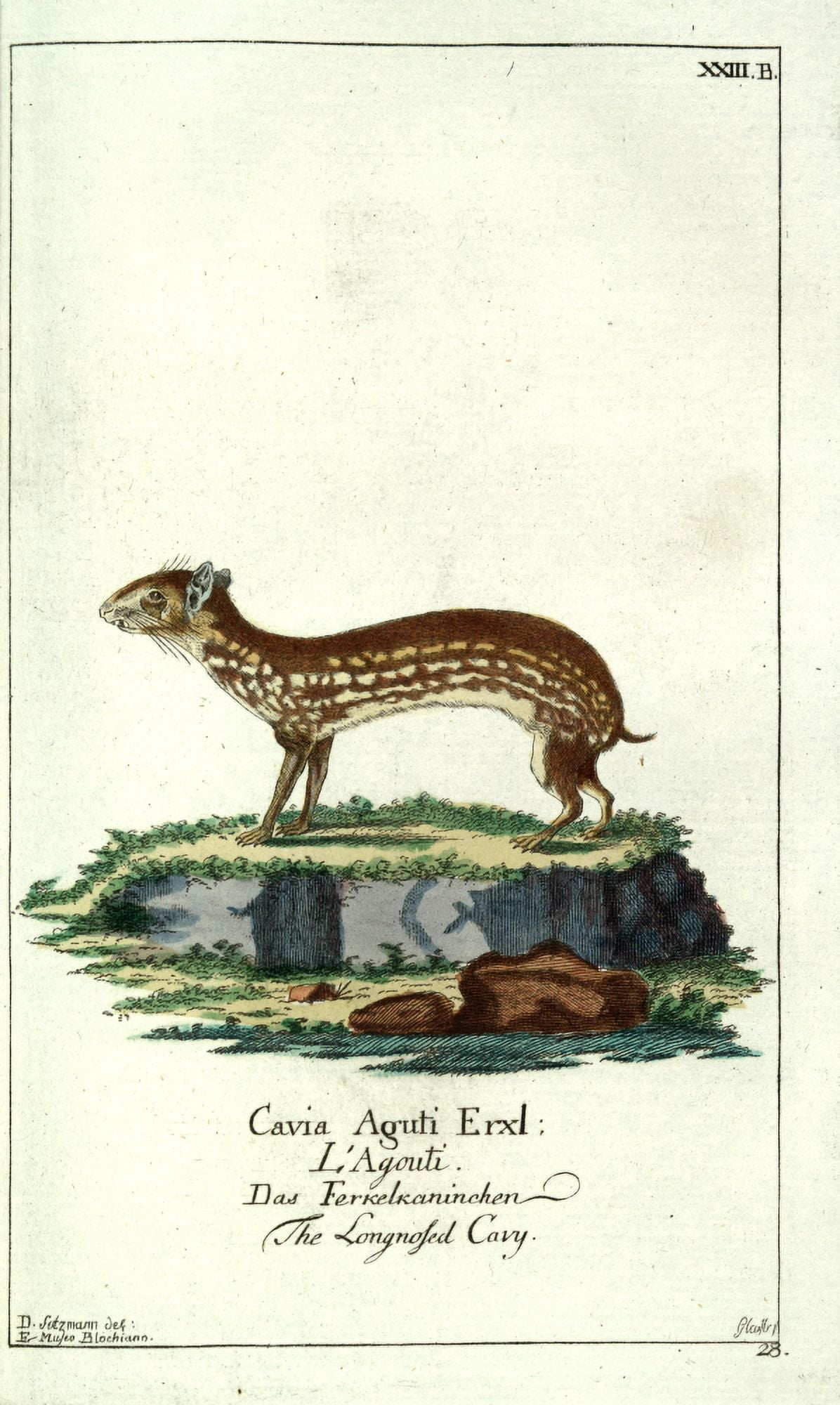 Naturgeschichte des Thierreichs 1780 Long-nosed Cavy Canvas Art - Daniel Sotzmann (24 x 36)