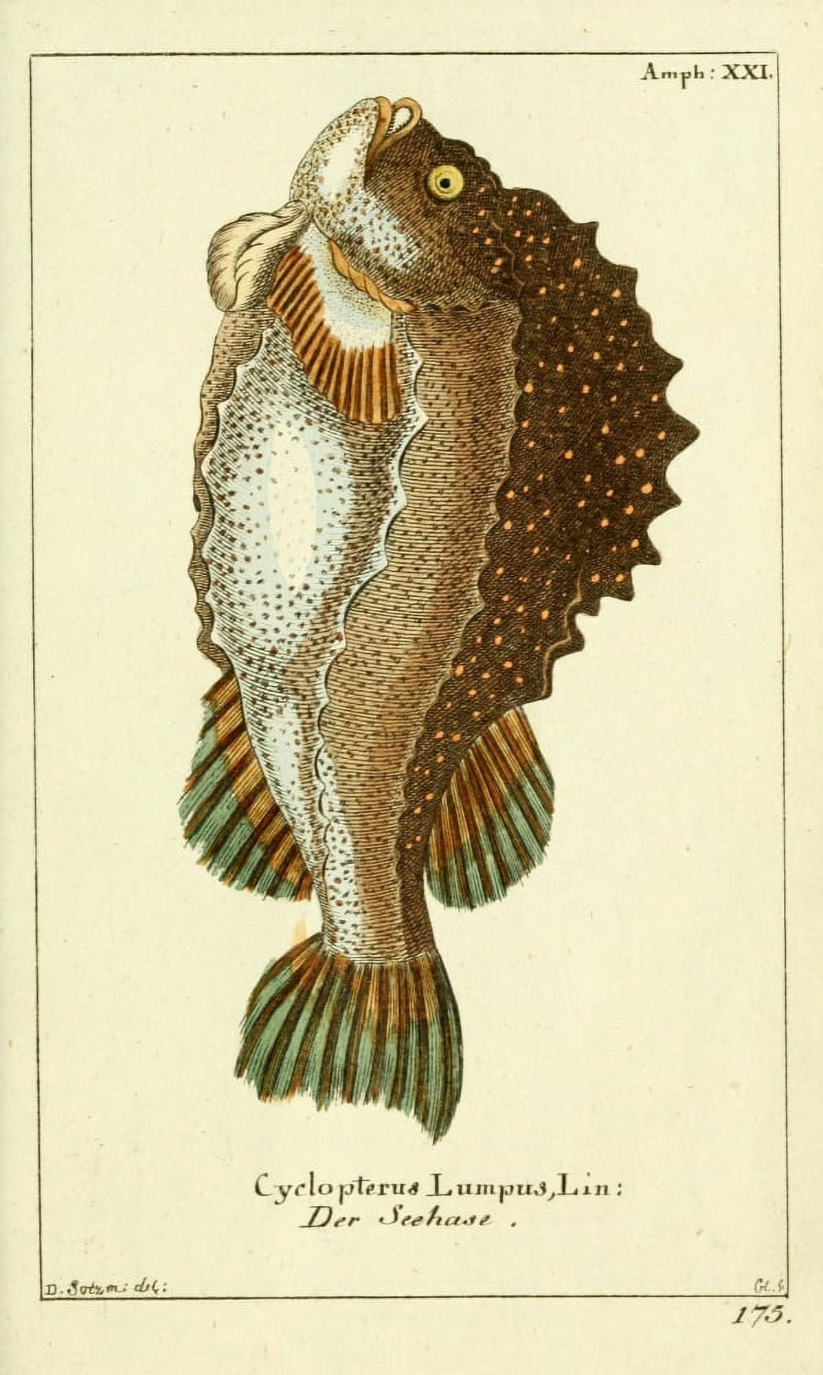 Naturgeschichte des Thierreichs 1780 Lumpfish Canvas Art - Daniel Sotzmann (18 x 24)