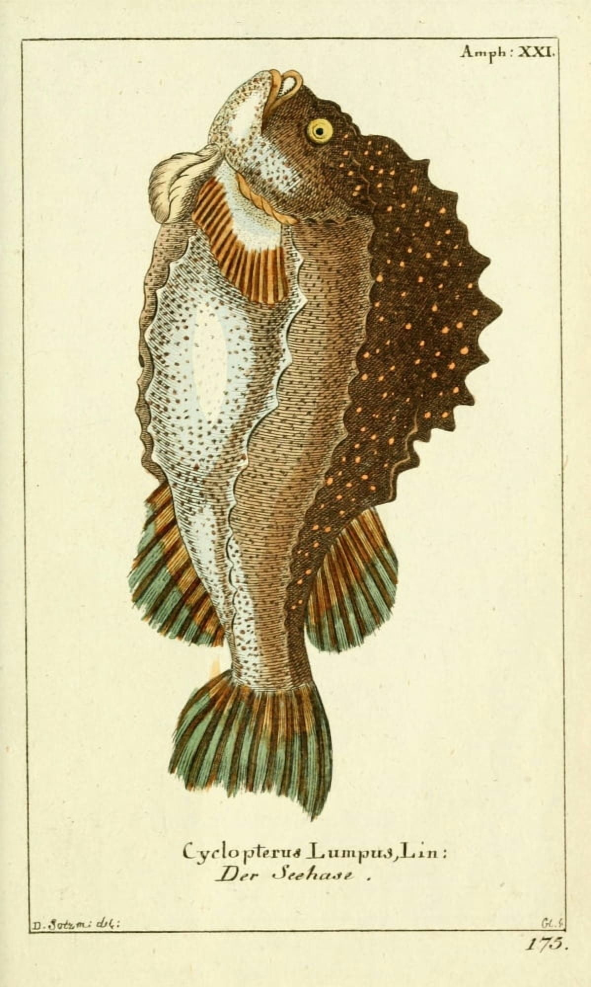 Naturgeschichte des Thierreichs 1780 Lumpfish Canvas Art - Daniel Sotzmann (24 x 36)